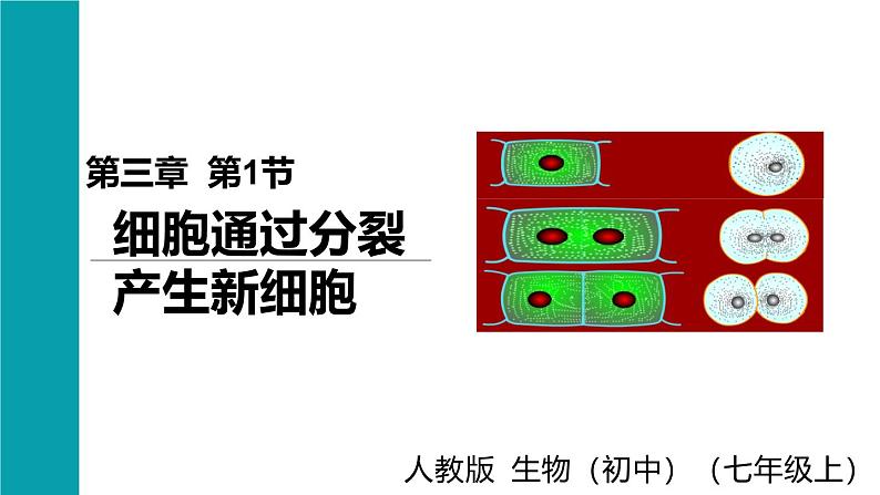 1.3.1细胞通过分裂产生新细胞课件------2024-2025学年人教版（2024）生物七年级上册01