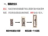 1.3.1细胞通过分裂产生新细胞课件------2024-2025学年人教版（2024）生物七年级上册