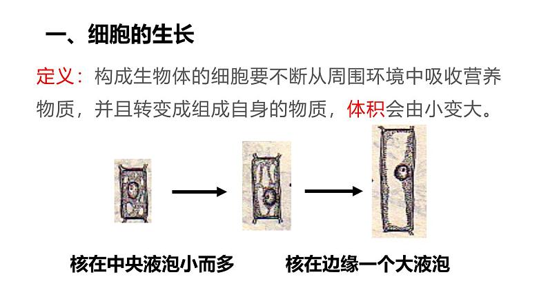 1.3.1细胞通过分裂产生新细胞课件------2024-2025学年人教版（2024）生物七年级上册03