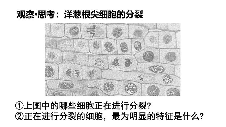 1.3.1细胞通过分裂产生新细胞课件------2024-2025学年人教版（2024）生物七年级上册07