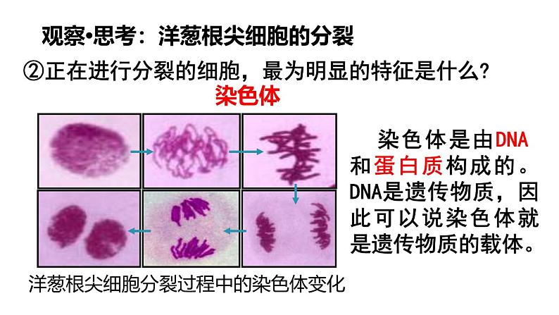 1.3.1细胞通过分裂产生新细胞课件------2024-2025学年人教版（2024）生物七年级上册08