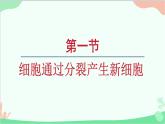 1.3.1细胞通过分裂产生新细胞课件---2024-2025学年人教版（2024）生物七年级上册