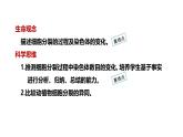 1.3.1细胞通过分裂产生新细胞课件---2024-2025学年人教版（2024）生物七年级上册