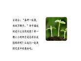 1.3.1细胞通过分裂产生新细胞课件---2024-2025学年人教版（2024）生物七年级上册