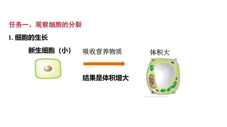 1.3.1细胞通过分裂产生新细胞课件---2024-2025学年人教版（2024）生物七年级上册第7页