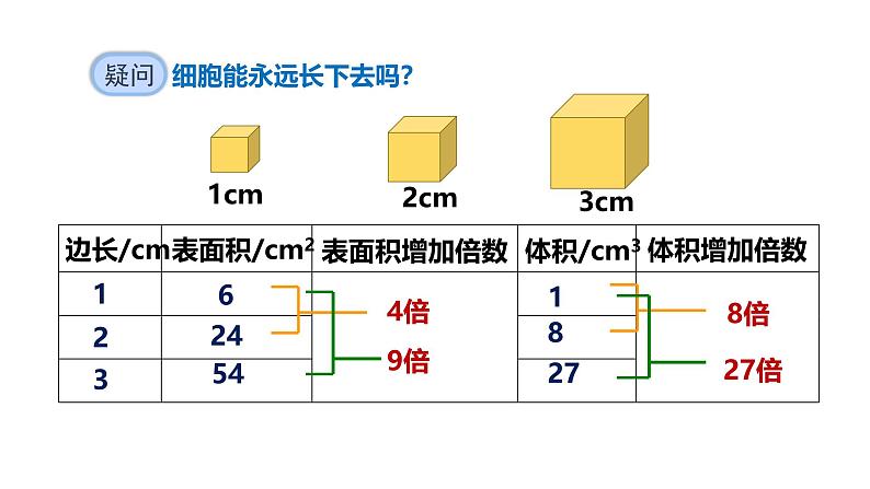 1.3.1细胞通过分裂产生新细胞课件---2024-2025学年人教版（2024）生物七年级上册第8页