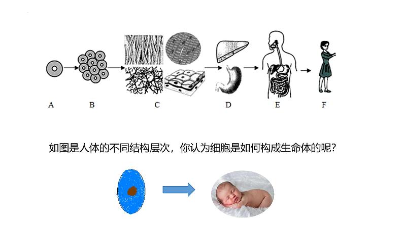 1.3.2  动物体的结构层次课件---2024-2025学年人教版（2024）生物七年级上册02