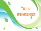 1.3.2  动物体的结构层次课件---2024-2025学年人教版（2024）生物七年级上册