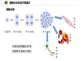 1.3.2  动物体的结构层次课件---2024-2025学年人教版（2024）生物七年级上册