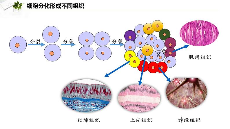 1.3.2  动物体的结构层次课件---2024-2025学年人教版（2024）生物七年级上册07