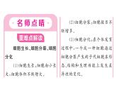1.3.2 动物体的结构层次 习题课件---2024-2025学年人教版（2024）生物七年级上册