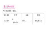 1.3.2 动物体的结构层次 习题课件---2024-2025学年人教版（2024）生物七年级上册