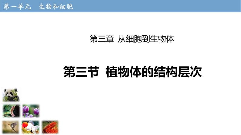 1.3.3 植物体的结构层次课件------2024-2025学年人教版（2024）生物七年级上册01