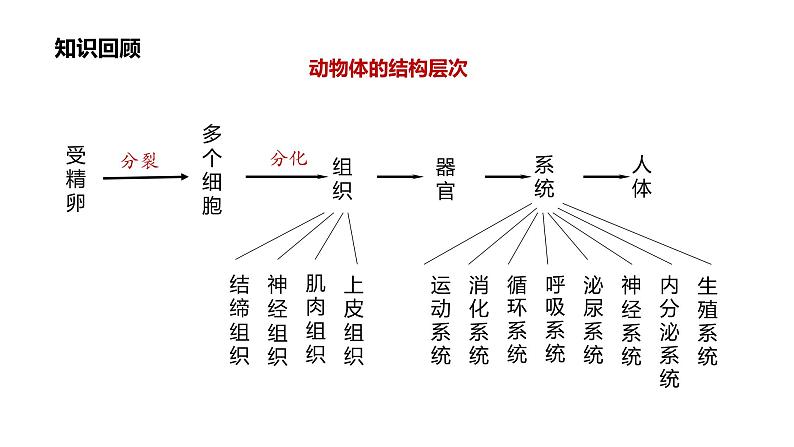 1.3.3 植物体的结构层次课件------2024-2025学年人教版（2024）生物七年级上册02