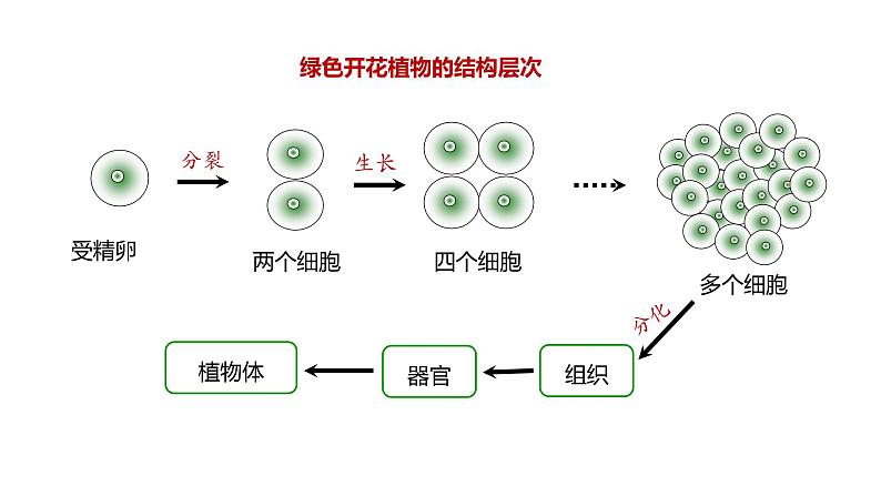 1.3.3 植物体的结构层次课件------2024-2025学年人教版（2024）生物七年级上册03