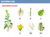 1.3.3 植物体的结构层次课件------2024-2025学年人教版（2024）生物七年级上册
