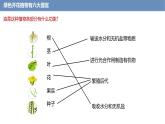 1.3.3 植物体的结构层次课件------2024-2025学年人教版（2024）生物七年级上册