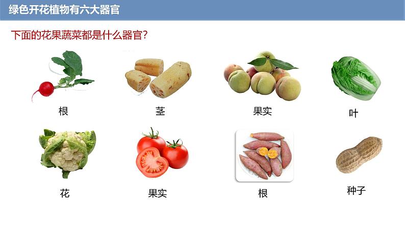 1.3.3 植物体的结构层次课件------2024-2025学年人教版（2024）生物七年级上册07