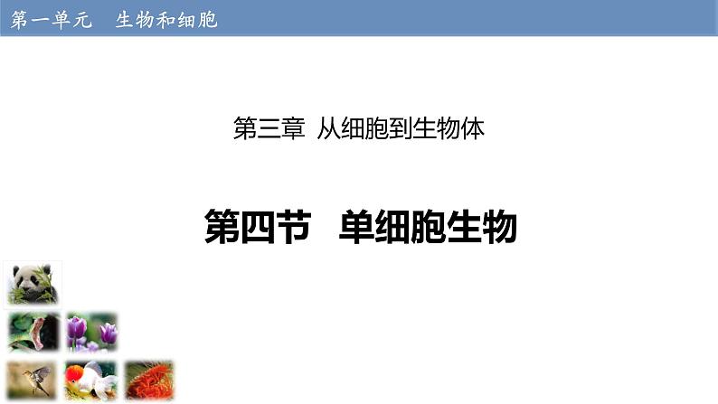 1.3.4 单细胞生物课件---2024-2025学年人教版（2024）生物七年级上册第1页