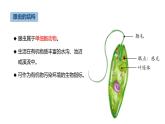 1.3.4 单细胞生物课件---2024-2025学年人教版（2024）生物七年级上册
