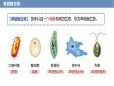 1.3.4 单细胞生物课件---2024-2025学年人教版（2024）生物七年级上册