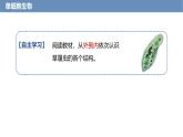 1.3.4 单细胞生物课件---2024-2025学年人教版（2024）生物七年级上册