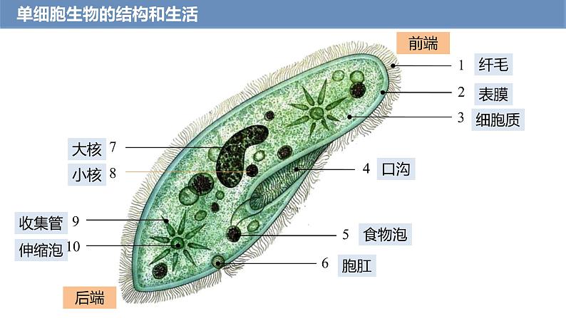 1.3.4 单细胞生物课件---2024-2025学年人教版（2024）生物七年级上册第5页