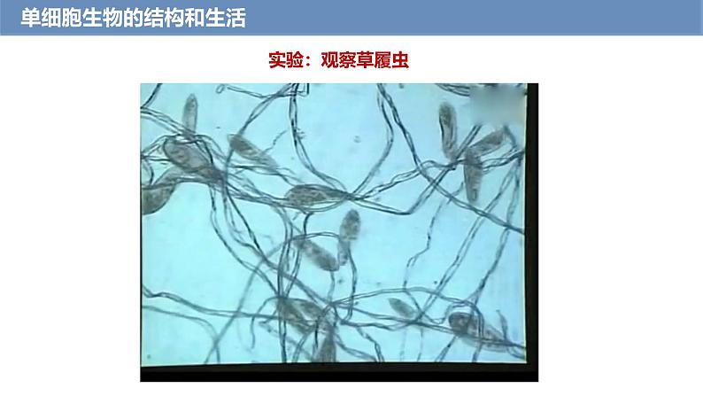 1.3.4 单细胞生物课件---2024-2025学年人教版（2024）生物七年级上册第8页