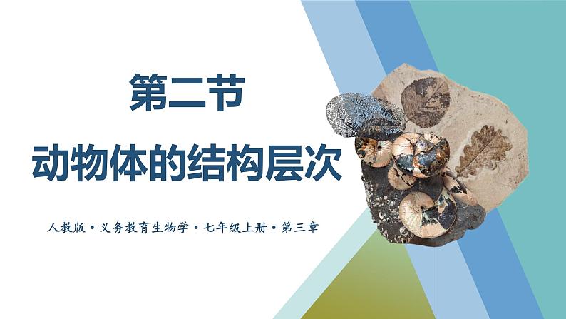 3.2  动物体的结构层次课件---2024-2025学年人教版（2024）生物七年级上册01