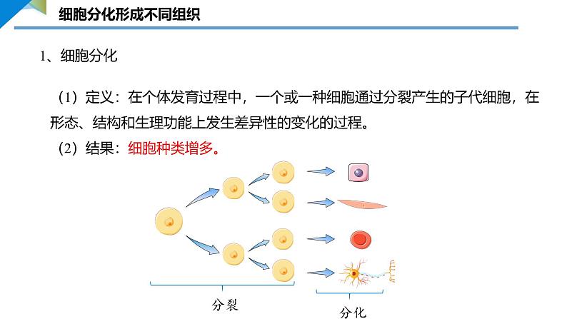 3.2  动物体的结构层次课件---2024-2025学年人教版（2024）生物七年级上册04