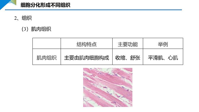 3.2  动物体的结构层次课件---2024-2025学年人教版（2024）生物七年级上册08