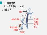 2.2.1 无脊椎动物课件---2024-2025学年人教版（2024）生物七年级上册