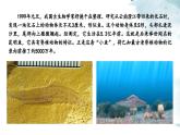 2.2.1无脊椎动物课件---2024-2025学年人教版（2024）生物七年级上册