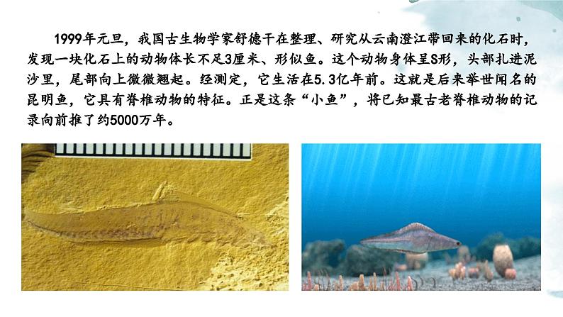 2.2.1无脊椎动物课件---2024-2025学年人教版（2024）生物七年级上册03