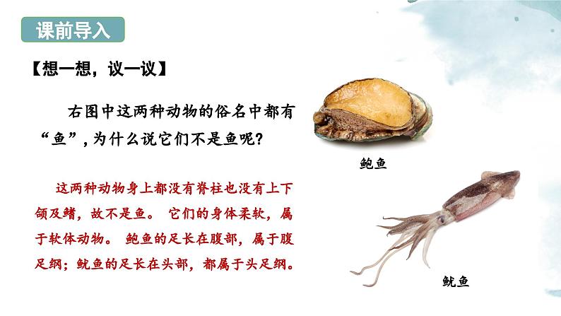 2.2.1无脊椎动物课件---2024-2025学年人教版（2024）生物七年级上册04