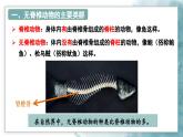 2.2.1无脊椎动物课件---2024-2025学年人教版（2024）生物七年级上册