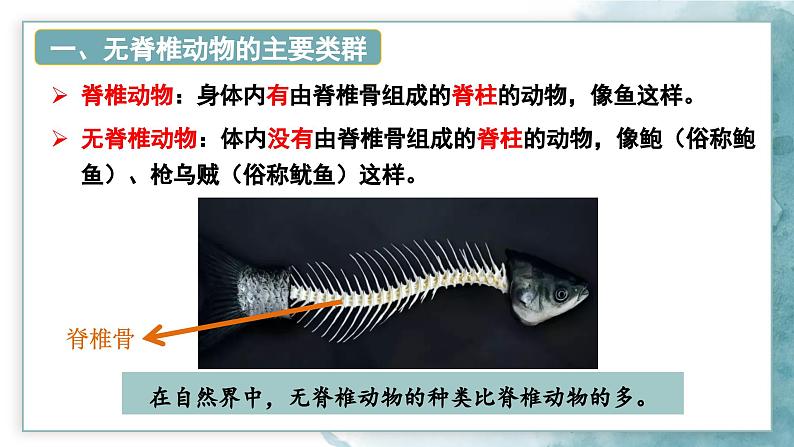 2.2.1无脊椎动物课件---2024-2025学年人教版（2024）生物七年级上册05
