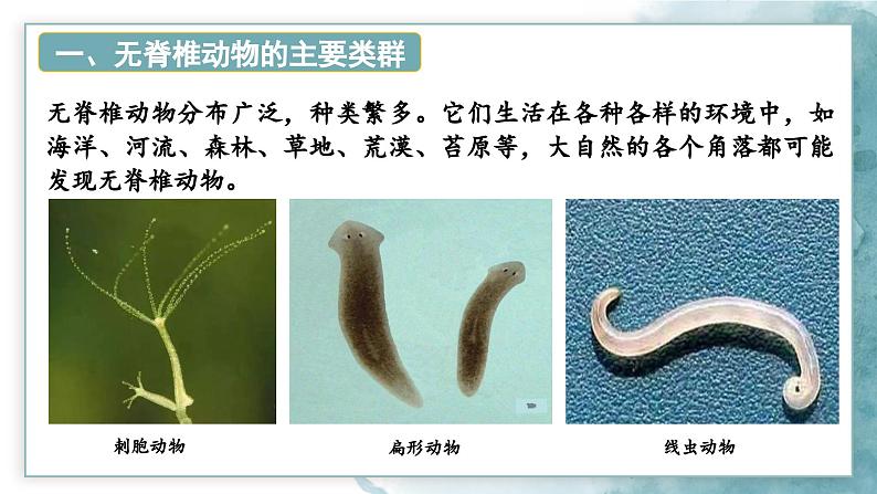 2.2.1无脊椎动物课件---2024-2025学年人教版（2024）生物七年级上册06
