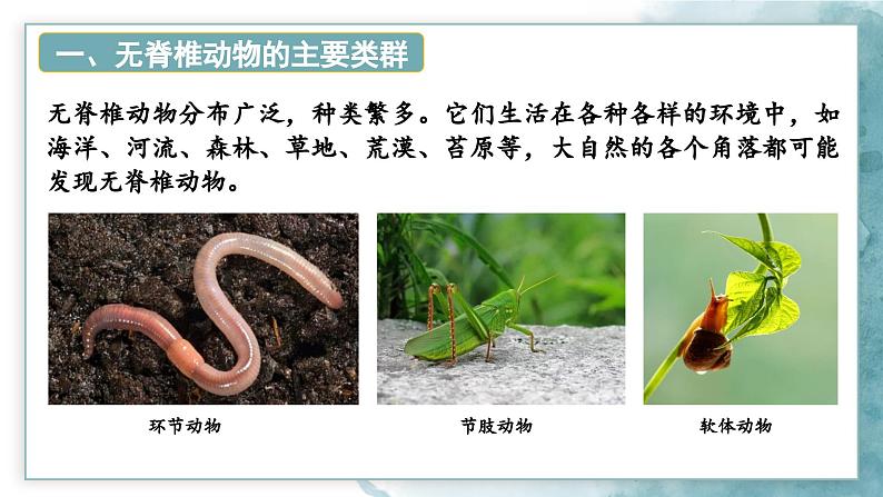 2.2.1无脊椎动物课件---2024-2025学年人教版（2024）生物七年级上册07