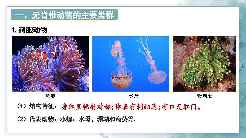 2.2.1无脊椎动物课件---2024-2025学年人教版（2024）生物七年级上册08