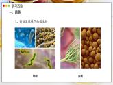 2.3.1 微生物的分布课件---2024-2025学年人教版（2024）生物七年级上册