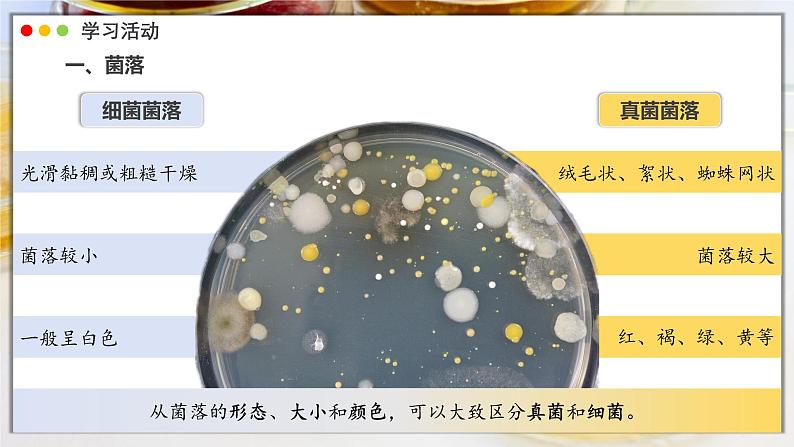 2.3.1 微生物的分布课件---2024-2025学年人教版（2024）生物七年级上册第6页