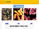 2.3.2  细菌 课件---2024-2025学年人教版（2024）生物七年级上册