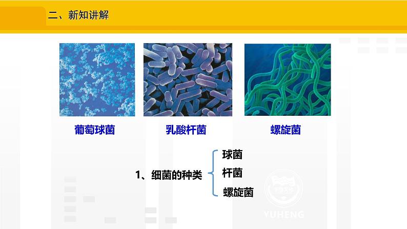 2.3.2  细菌 课件---2024-2025学年人教版（2024）生物七年级上册05