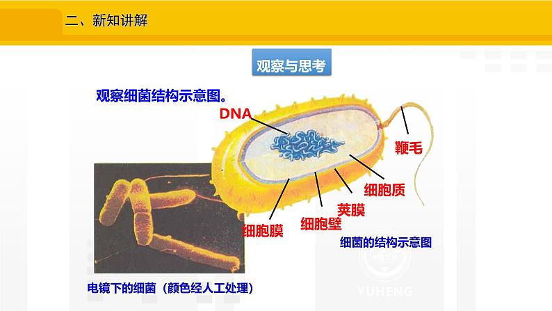 2.3.2  细菌 课件---2024-2025学年人教版（2024）生物七年级上册06