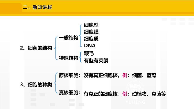 2.3.2  细菌 课件---2024-2025学年人教版（2024）生物七年级上册07