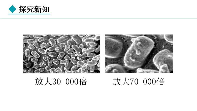 2.3.2  细菌课件---2024-2025学年人教版（2024）生物七年级上册第6页