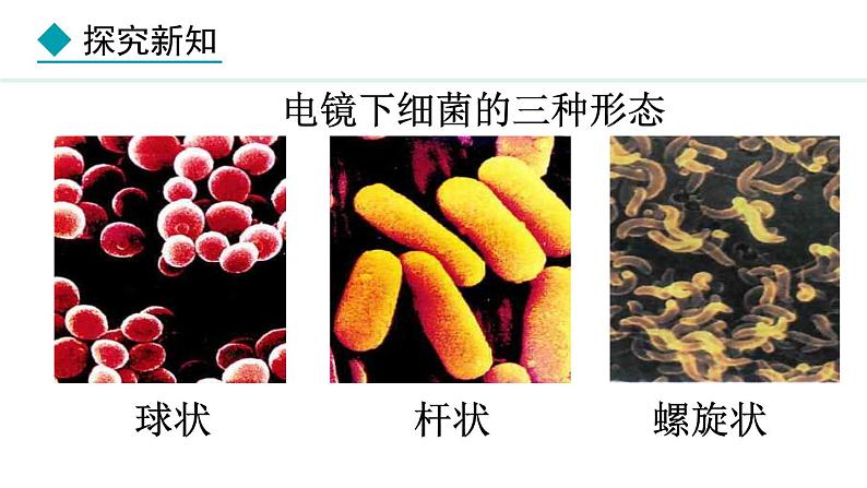 2.3.2  细菌课件---2024-2025学年人教版（2024）生物七年级上册第8页