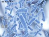 2.3.2 细菌 课件---2024-2025学年人教版（2024）生物七年级上册
