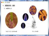 2.3.2 细菌 课件---2024-2025学年人教版（2024）生物七年级上册